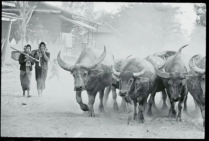 Framed Print : Oxen Driven Through Thai Village