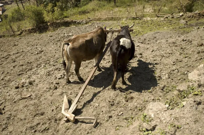 Framed Print : Oxen standing on a dry field yoked to a handmade carved wooden plough, Annapurna Conservation Area, Nepal, Asia Framed Print : Oxen standing on a dry field yoked to a handmade carved wooden plough, Annapurna Conservation Area, Nepal, Asia