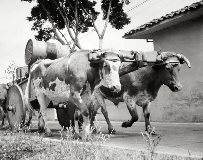 Framed Print : Oxen Transporting Gasonline Drums