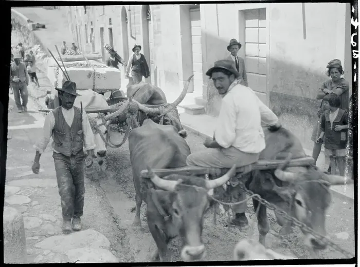 Framed Print : Oxen Walking Through Quarries of Carerra Framed Print : Oxen Walking Through Quarries of Carerra