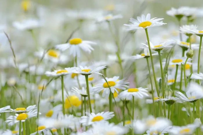 Framed Print : Oxeye daisies -Leucanthemum vulgare- Framed Print : Oxeye daisies -Leucanthemum vulgare-