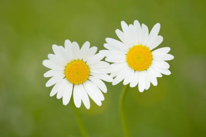 Framed Print : Oxeye Daisy -Leucanthemum vulgare-, flowers, Thuringia, Germany Framed Print : Oxeye Daisy -Leucanthemum vulgare-, flowers, Thuringia, Germany