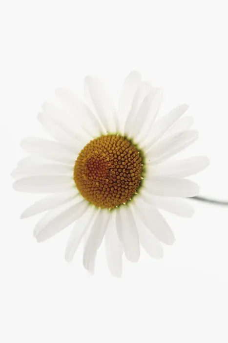 Framed Print : Oxeye Daisy (Leucanthemum vulgare) Framed Print : Oxeye Daisy (Leucanthemum vulgare)