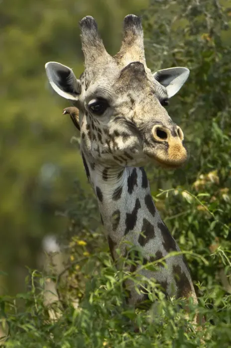 Framed Print : An Oxpecker peeps from behind a Giraffes head Framed Print : An Oxpecker peeps from behind a Giraffes head