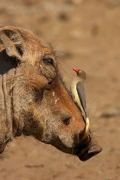 An Oxpecker on a warthogs snout, Isimangaliso, Kwazulu-Natal, South Africa