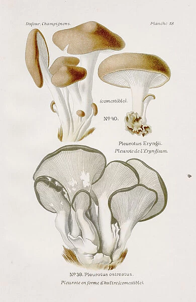 Oyster mushroom 1891