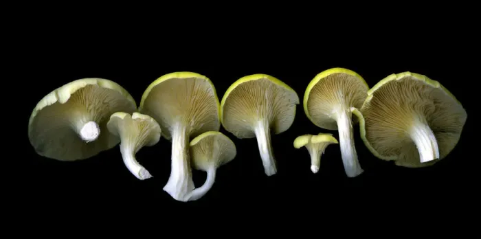 Framed Print : The Oyster Mushroom Line Framed Print : The Oyster Mushroom Line