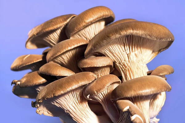 Oyster mushrooms -Pleurotus ostreatus-
