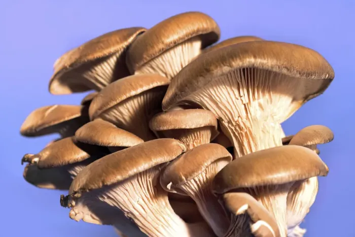 Framed Print : Oyster mushrooms -Pleurotus ostreatus-