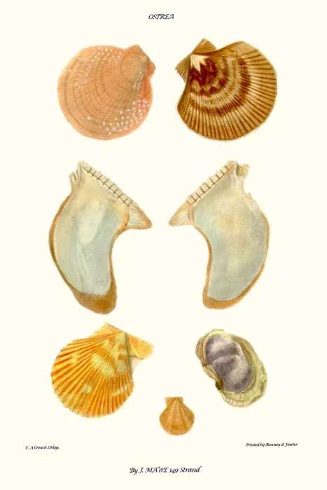 Framed Print : oyster shells Framed Print : oyster shells