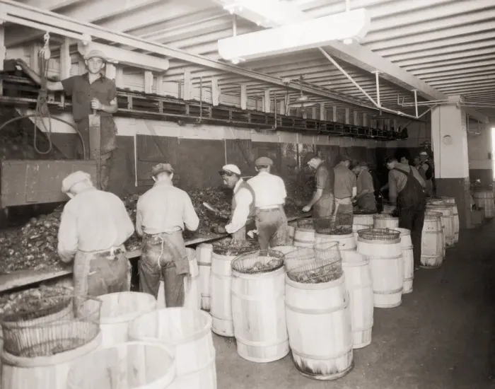 Framed Print : Oyster Sorting