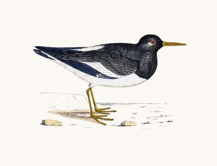 Framed Print : Oystercatcher