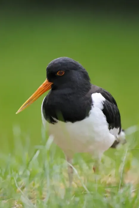 Framed Print : Oystercatcher or Common Pied Oystercatcher -Haematopus ostralegus- Framed Print : Oystercatcher or Common Pied Oystercatcher -Haematopus ostralegus-