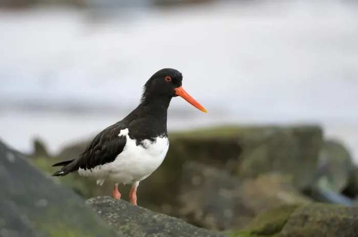 Framed Print : Oystercatcher (Haematopus ostralegu) Framed Print : Oystercatcher (Haematopus ostralegu)