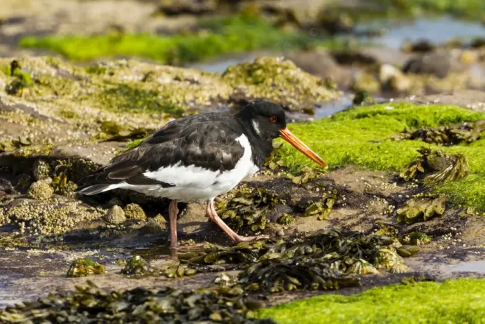 Framed Print : Oystercatcher -Haematopus ostralegus-, Northumberland, England, United Kingdom