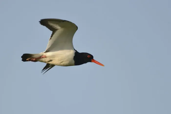 Framed Print : Oystercatcher -Haematopus ostralegus- in flight, Buren, Ameland, The Netherlands