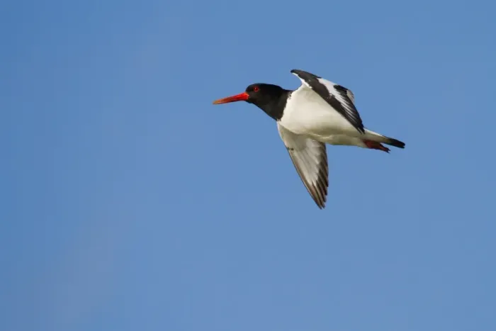 Framed Print : Oystercatcher -Haematopus ostralegus- in flight, Texel, The Netherlands Framed Print : Oystercatcher -Haematopus ostralegus- in flight, Texel, The Netherlands