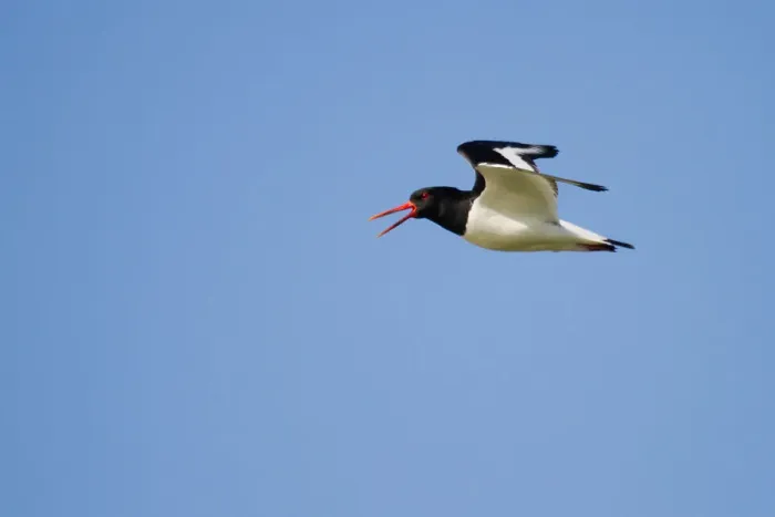 Framed Print : Oystercatcher -Haematopus ostralegus- in flight, Texel, The Netherlands Framed Print : Oystercatcher -Haematopus ostralegus- in flight, Texel, The Netherlands