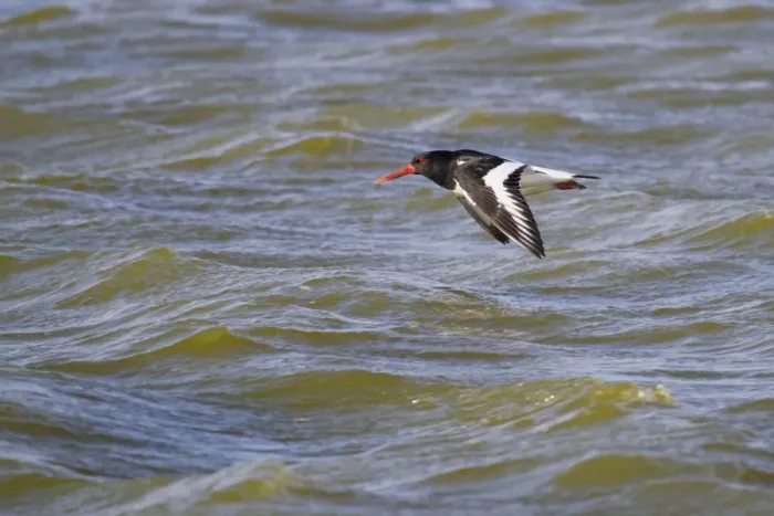 Framed Print : Oystercatcher -Haematopus ostralegus- in flight, Texel, The Netherlands Framed Print : Oystercatcher -Haematopus ostralegus- in flight, Texel, The Netherlands