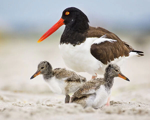 Oystercatcher Mother With Two Chicks on Either Side at Nickerson Beach