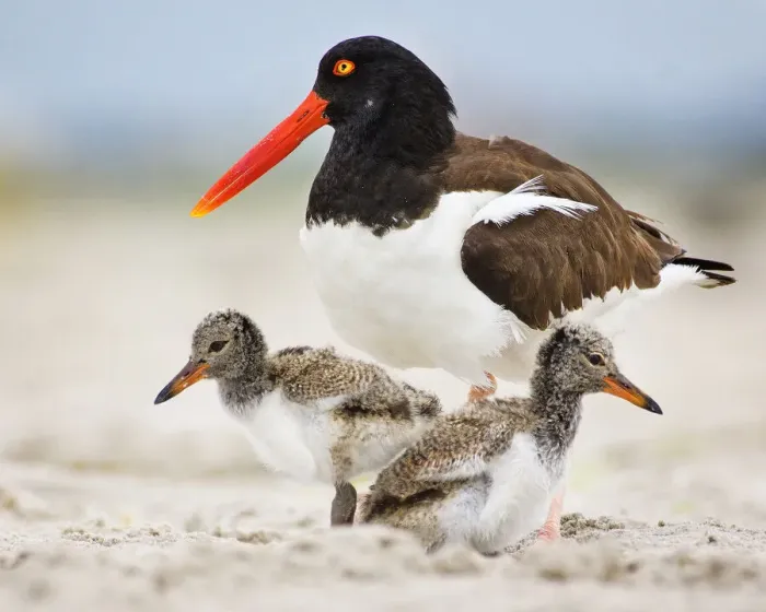 Framed Print : Oystercatcher Mother With Two Chicks on Either Side at Nickerson Beach Framed Print : Oystercatcher Mother With Two Chicks on Either Side at Nickerson Beach