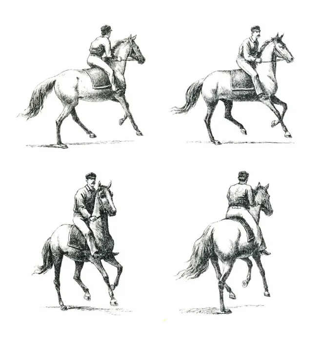 Framed Print : Paces of the Horse engraving Framed Print : Paces of the Horse engraving
