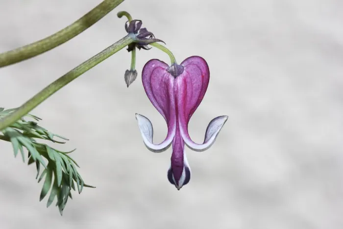 Framed Print : Pacific Bleeding Heart -Dicentra formosa-, Germany Framed Print : Pacific Bleeding Heart -Dicentra formosa-, Germany