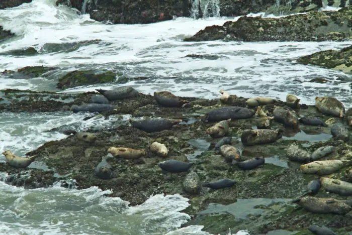 Framed Print : Pacific Harbor Seals Framed Print : Pacific Harbor Seals