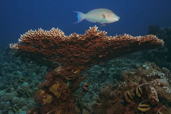Pacific Longnose Parrotfish swimming over Giant Table Coral (Acropora Hyacinthus), Marsa Alam, Red Sea, Egypt, Africa