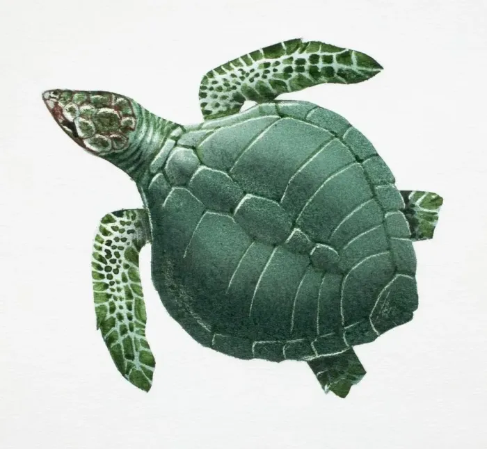 Framed Print : Pacific Ridley Turtle, Lepidochelys olivacea, side view