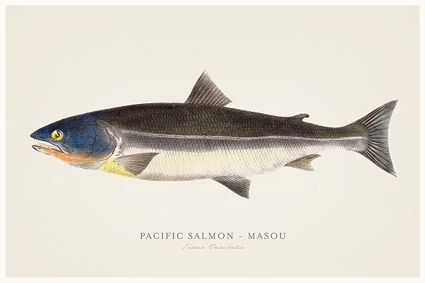 Pacific salmon illustration 1856