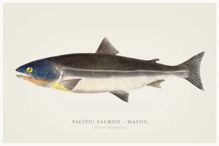 Framed Print : Pacific salmon illustration 1856 Framed Print : Pacific salmon illustration 1856