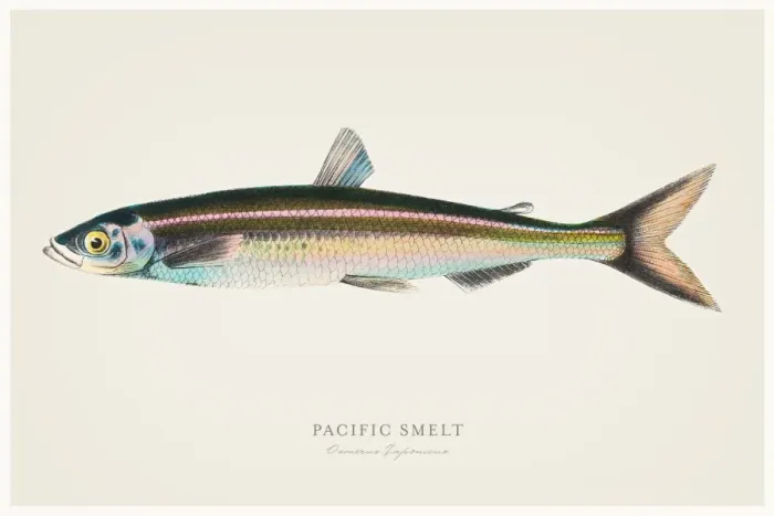 Framed Print : Pacific smelt illustration 1856 Framed Print : Pacific smelt illustration 1856