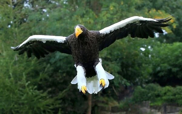 Pacific Stellers Sea Eagle In Flight