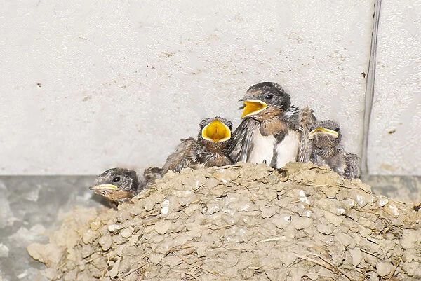 Pacific Swallow (Hirundo tahitica), young begging for food in nest under eave, Taiwan, Asia