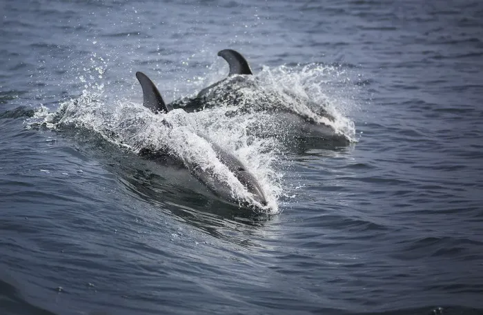 Framed Print : Pacific White-Sided Dolphins Framed Print : Pacific White-Sided Dolphins