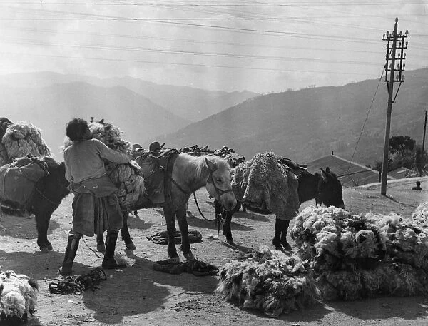Back Pack. 24th February 1951: A Tibetan loads wool onto a mule