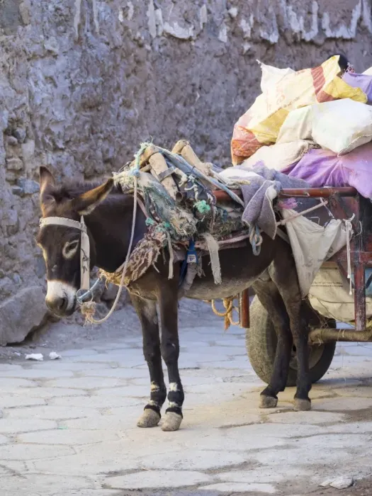 Framed Print : Pack donkey with a laden cart in the Medina, Marrakech, Marrakech-Tensift-Al Haouz, Morocco