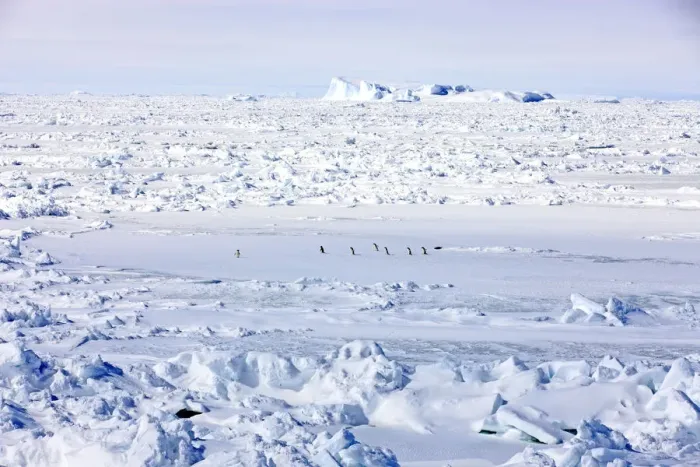 Framed Print : Pack ice, penguins, Weddell Sea, Antarctica