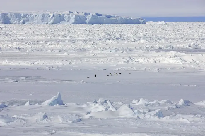 Framed Print : Pack ice, penguins, Weddell Sea, Antarctica Framed Print : Pack ice, penguins, Weddell Sea, Antarctica