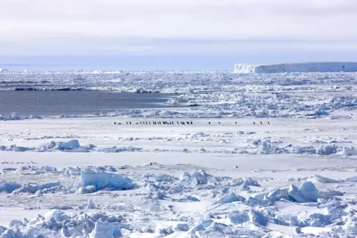 Framed Print : Pack ice, penguins, Weddell Sea, Antarctica Framed Print : Pack ice, penguins, Weddell Sea, Antarctica