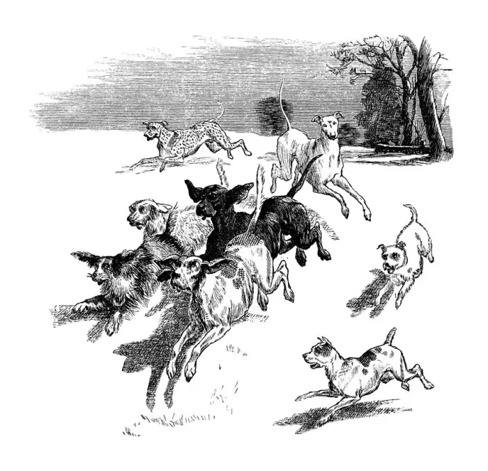 Framed Print : Pack of running dogs Framed Print : Pack of running dogs