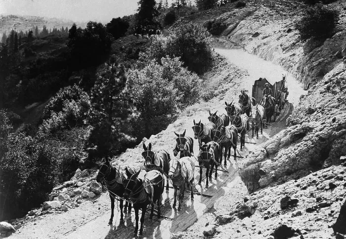 Framed Print : Pack Of Team Mules Going Through Sonora Pass Framed Print : Pack Of Team Mules Going Through Sonora Pass
