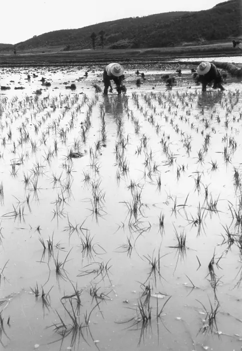 Framed Print : Paddy Field Framed Print : Paddy Field