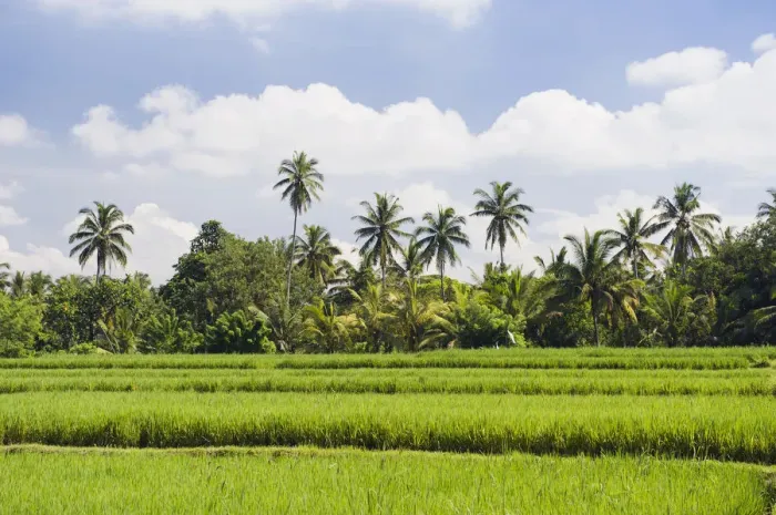 Framed Print : Paddy field and coconut trees, Ubud, Bali, Indonesia