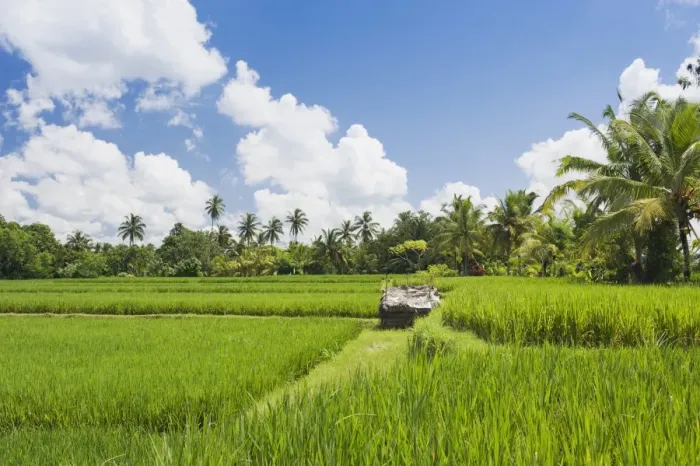 Framed Print : Paddy field and coconut trees, Ubud, Bali, Indonesia Framed Print : Paddy field and coconut trees, Ubud, Bali, Indonesia