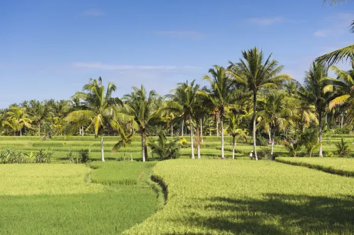 Framed Print : Paddy field and coconut trees, Ubud, Bali, Indonesia Framed Print : Paddy field and coconut trees, Ubud, Bali, Indonesia