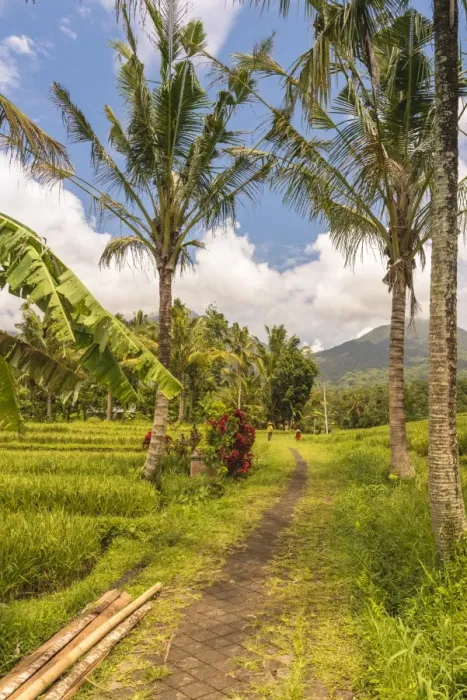 Framed Print : Paddy field at Jatiluwih Rice Terrace. Bali Framed Print : Paddy field at Jatiluwih Rice Terrace. Bali