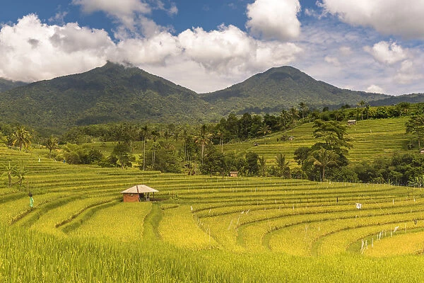 Paddy field at Jatiluwih Rice Terrace. Bali