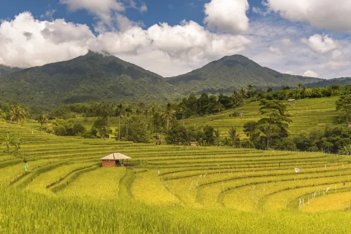 Framed Print : Paddy field at Jatiluwih Rice Terrace. Bali Framed Print : Paddy field at Jatiluwih Rice Terrace. Bali